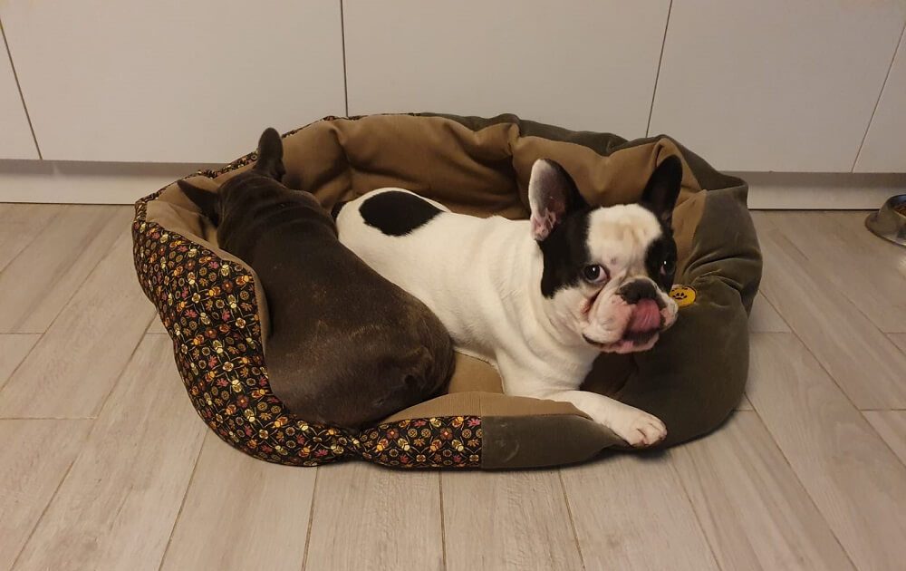 Importanța unui pat pentru câini
